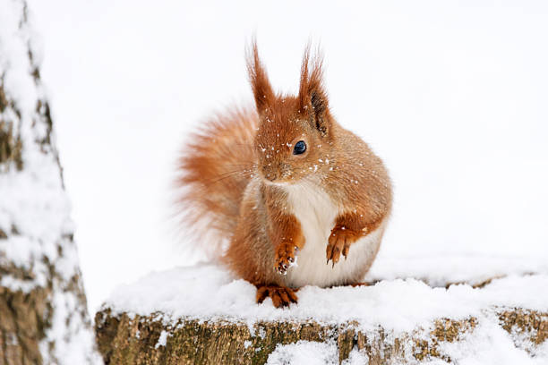istock Cute fluffy squirrel on a white snow in the winter 636056680