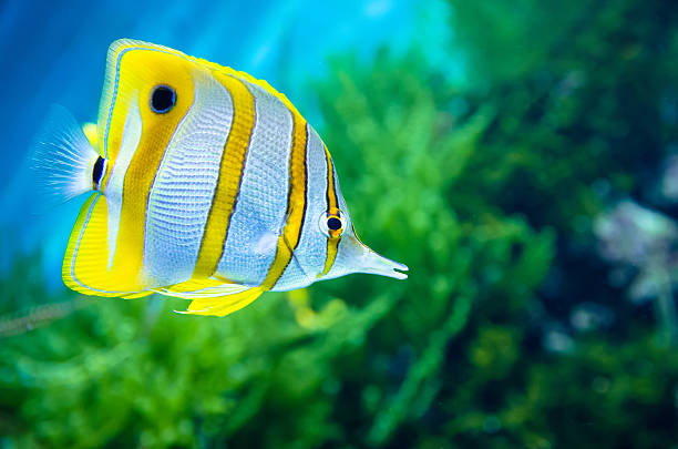 poisson-papillon (copperband chelmon rostratus) - nature macro reef animal photos et images de collection