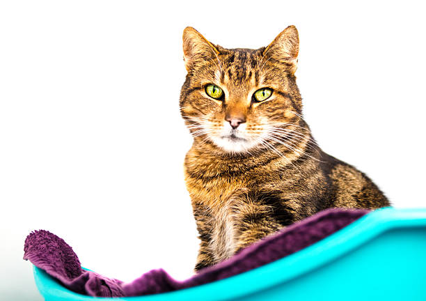 istock Royal tabby cat on towel, white background 636058766
