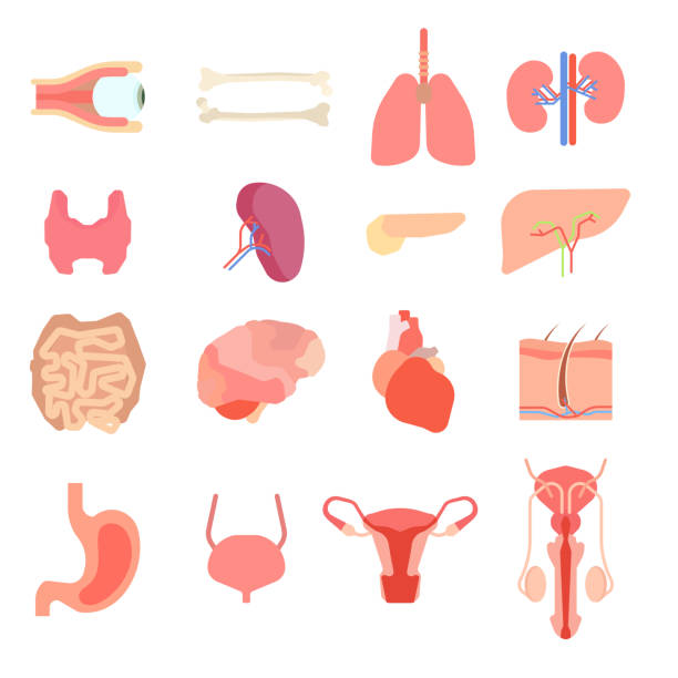 atur kartun organ manusia internal.  karakter anatomi obat hati.  organ - ginjal binatang ilustrasi stok