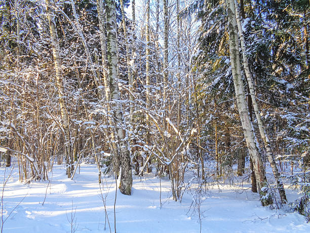 istock Christmas winter forest under the cold december sun 636059108