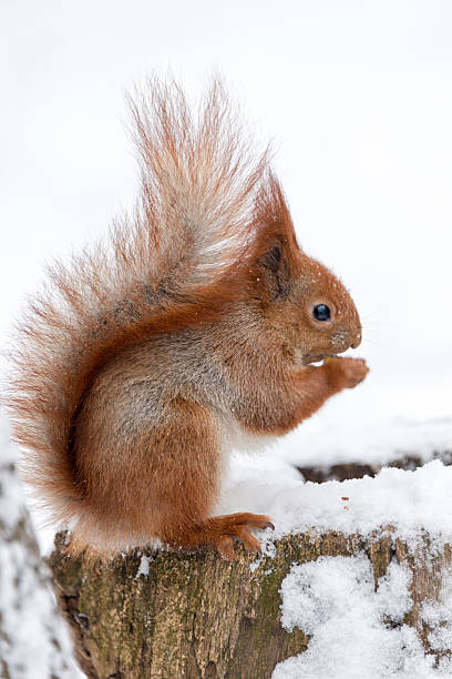 istock Cute fluffy squirrel eating nuts on a white snow in 636060526