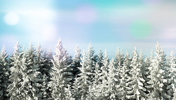 冬の森  - ウィンターワンダーランド ストックフォトと画像