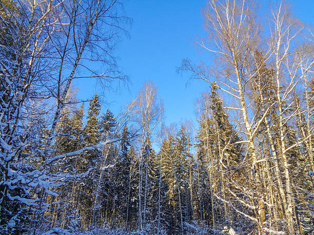 istock Christmas winter forest under the cold december sun 636063540