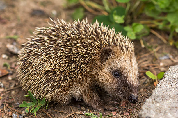 istock The European hedgehog (Erinaceus europaeus) 636063578