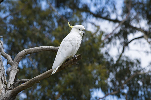 istock Wild Sulphur-Crested Cockatoo (Cacatua Galerita) in a Tree 636064574