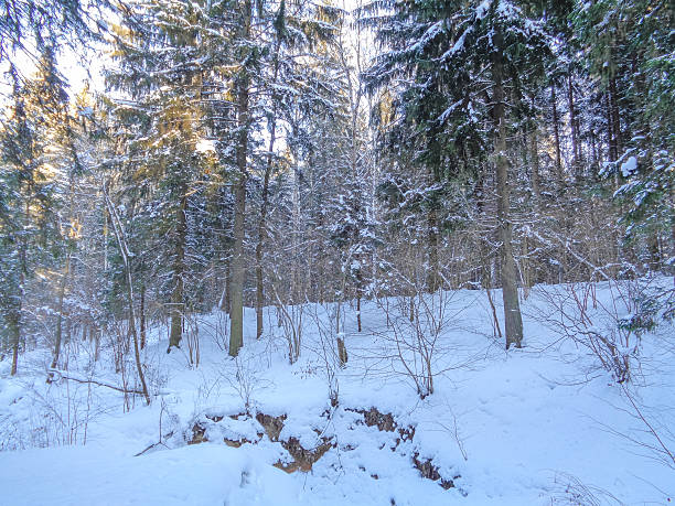 istock Christmas winter forest under the cold december sun 636065238