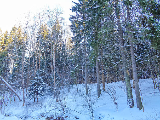 istock Christmas winter forest under the cold december sun 636066212