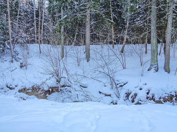 istock Christmas winter forest under the cold december sun 636066882