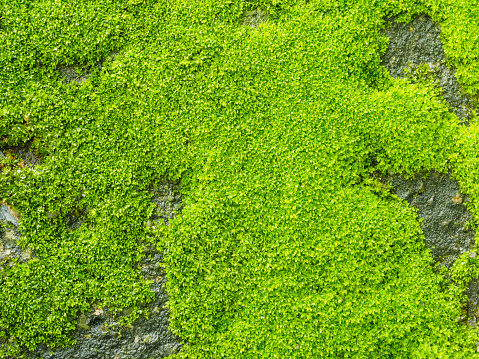 Green moss on old concrete floor texture background