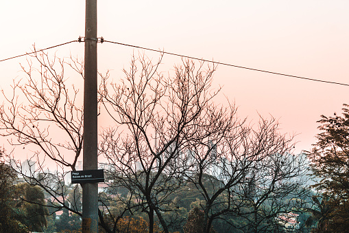 Photo of Trees near Paulista Avenue in Sao Paulo, Brazil