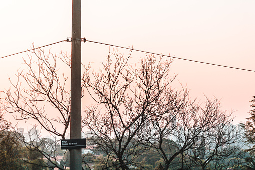 Photo of Trees near Paulista Avenue in Sao Paulo, Brazil