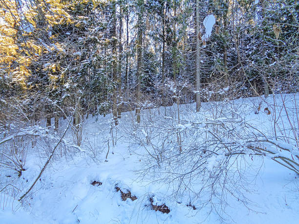 istock Christmas winter forest under the cold december sun 636069192