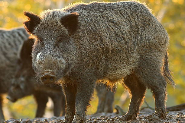 istock large male wild boar 636070964
