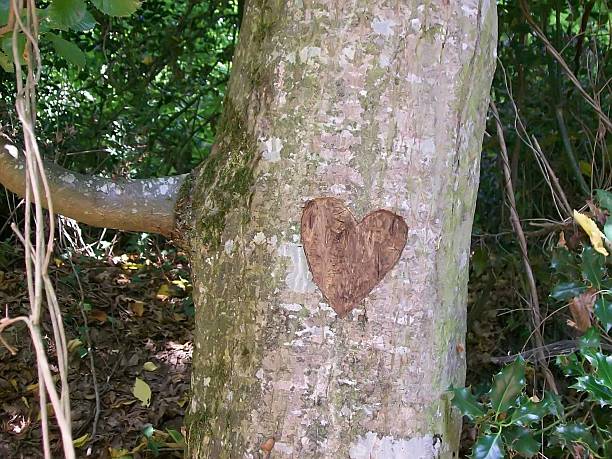 istock The Tree of Lovers 636070978