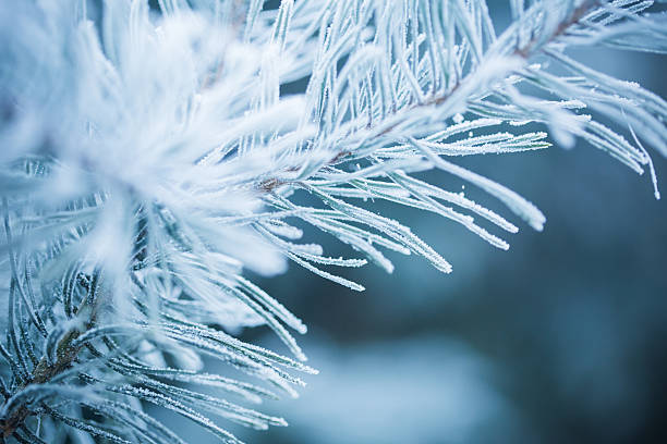istock Winter scene - Frosted pine branches. Winter in the woods 636071140