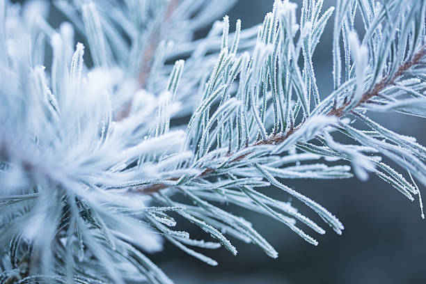 istock Winter scene - Frosted pine branches. Winter in the woods 636071210