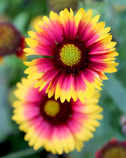 istock Gaillardia pulchella 'Picta' 636071220