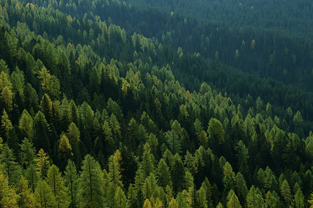 istock Green and yellow larch forest on Alps mountain during sunset 636074442