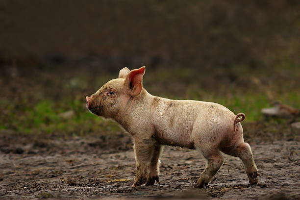 profile view of young pig near the farm