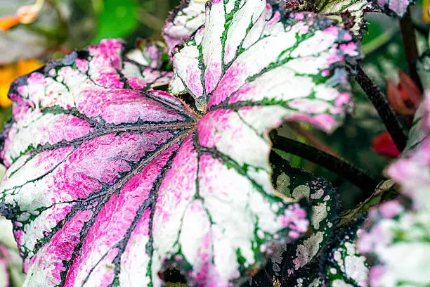 Photo of Caladium bicolor