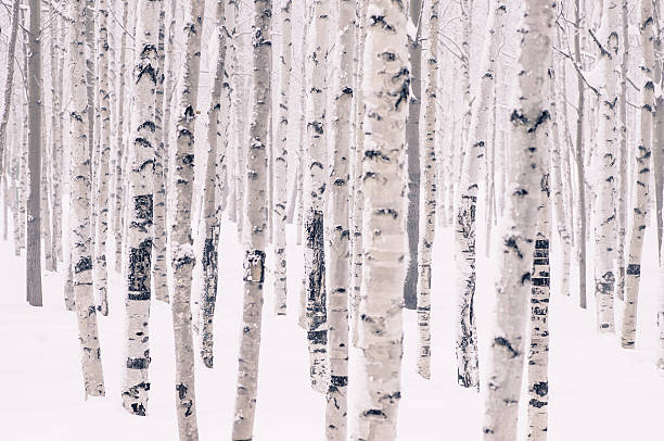 schöne birke im winterpark - zitterpappel stock-fotos und bilder
