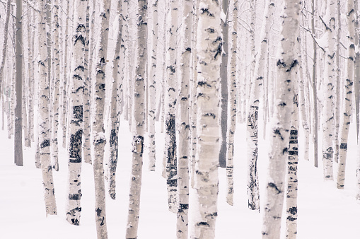 Beautiful birch park in winter in frost covered with snow all