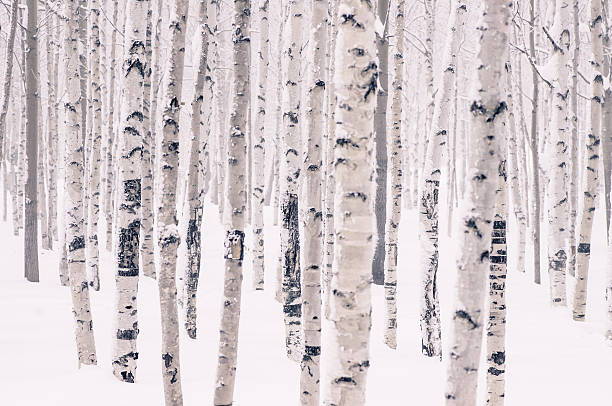 Beautiful birch in winter park Beautiful birch park in winter in frost covered with snow all aspen tree stock pictures, royalty-free photos & images