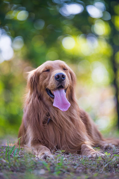 istock The golden retriever outside on the grass 636079510