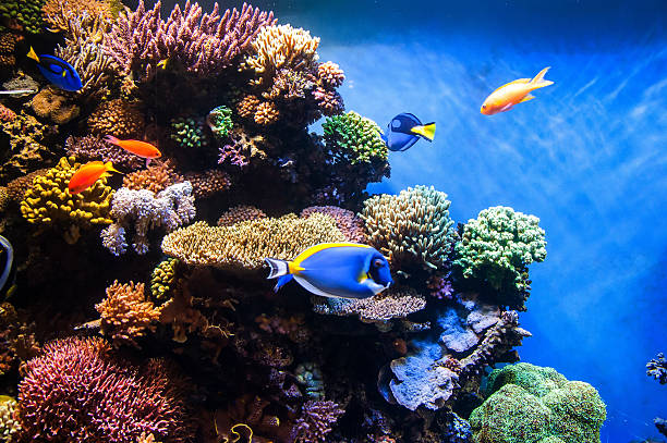 Tropical fishes on the coral reef - underwater backgroud