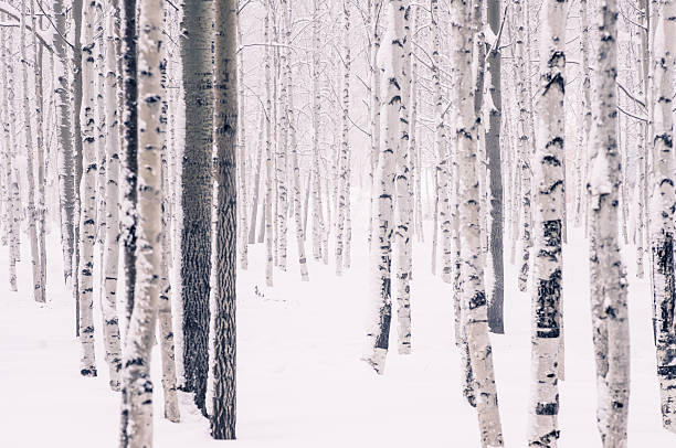 istock In the winter forest birch, aspen and other trees 636079694