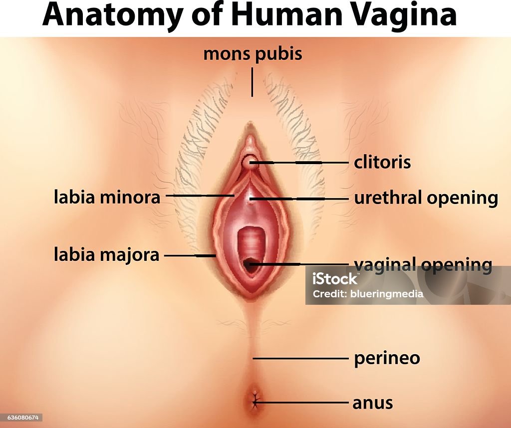 Diagram showing anatomy of human vagina Diagram showing anatomy of human vagina illustration Vagina stock vector