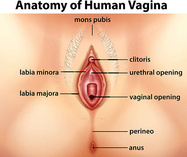 Diagram showing anatomy of human vagina Diagram showing anatomy of human vagina illustration female likeness stock illustrations