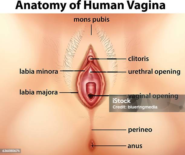 Diagram Showing Anatomy Of Human Vagina Stock Illustration - Download Image Now - Vagina, Female Likeness, Anatomy