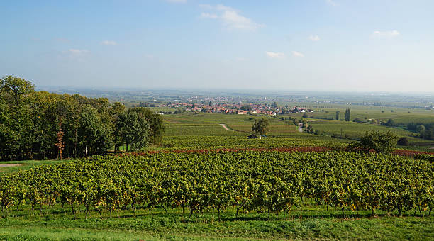 istock Vineyard in Palatinate region 636080950