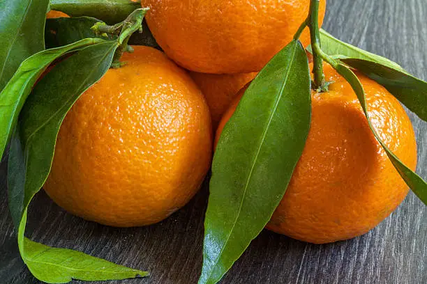 Photo of Corsican clementines and their leaves on a black background