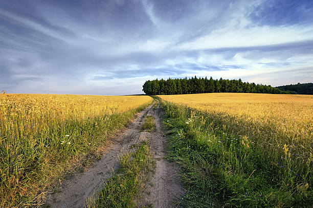 Wheat field against blue sky with white clouds. Agriculture scene, Poland