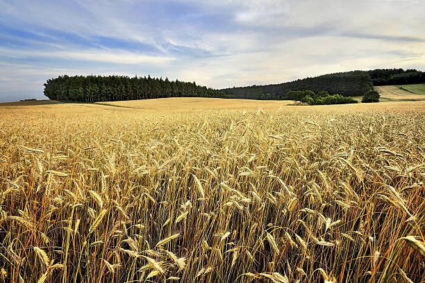 istock Wheat field against blue sky with white clouds. Agriculture scene 636082046