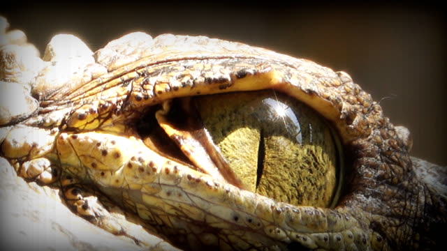 Close up on eye Crocodile.
