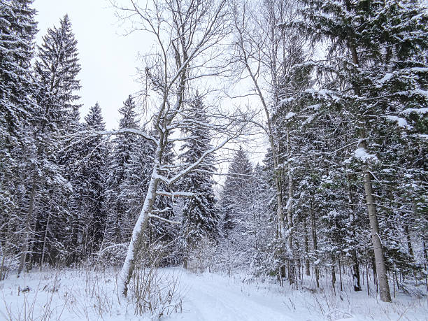 istock Winter snowy forest in light fog 636089750