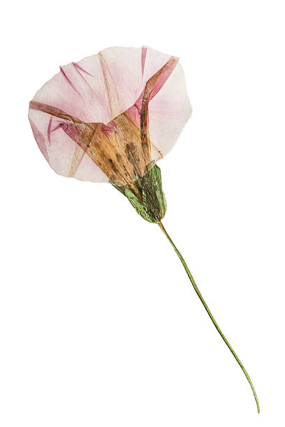 istock Pressed and dried flowers and leaves calystegia sepium. Isolated 636090216