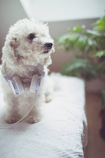 bichon frise słucha muzyki na słuchawkach. - animal ear audio zdjęcia i obrazy z banku zdjęć