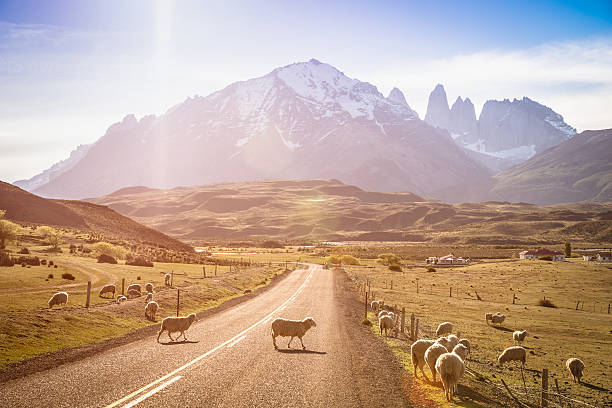 Sheeps herd grazing at sheepfarm by Torres del Paine Patagonia heeps herd grazing at sheepfarm on the road to Torres del Paine in Patagonia chilena - Travel wanderlust concept with nature wonder in Chile south america - Warm saturated filter on enhance sunflare tierra del fuego archipelago photos stock pictures, royalty-free photos & images