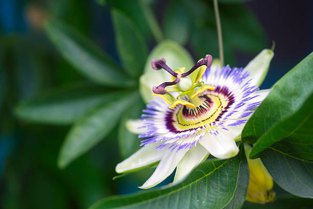detalhe de flores de maracujá - purple single flower flower photography - fotografias e filmes do acervo