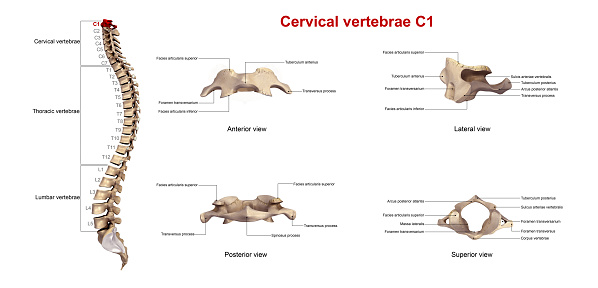 In vertebrates, cervical vertebrae (singular: vertebra) are the vertebrae of the neck, immediately below the skull.