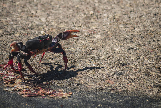 istock Migration of crabs In Cuba 636090774