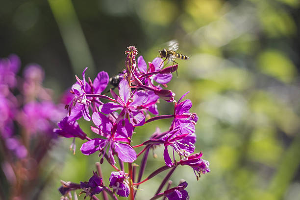 istock The flying wasp for pollination of flowers 636091188