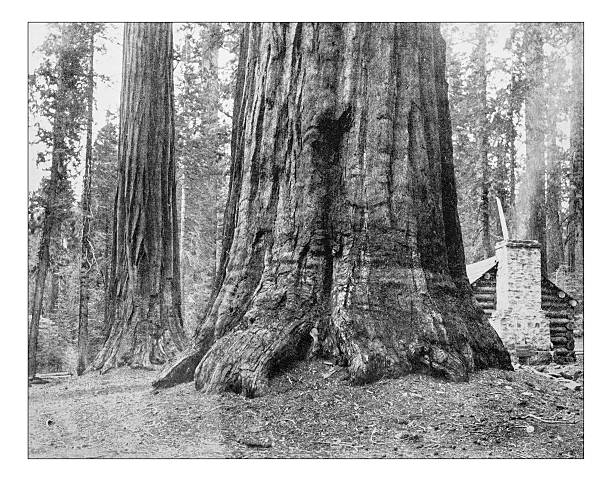 istock Antique photograph of General Grant tree (California)-19th century 636095068
