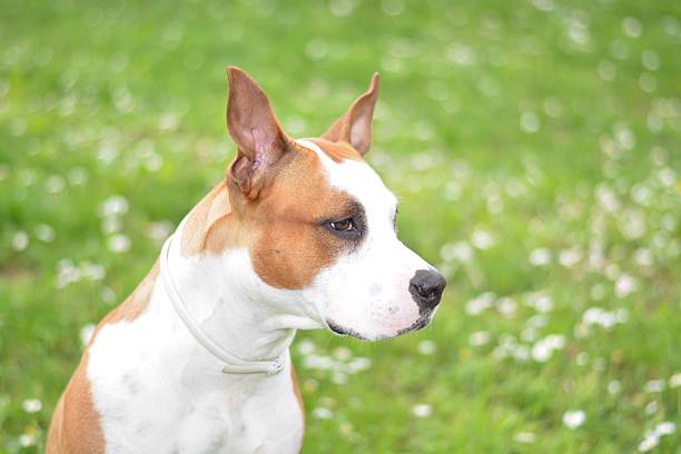 istock American Staffordshire Terrier in nature 636096088