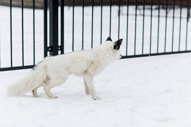 biały lis w śniegu - snow white animal arctic fox zdjęcia i obrazy z banku zdjęć